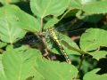 Ophiogomphus cecilia